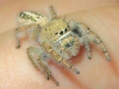 Phidippus texanus