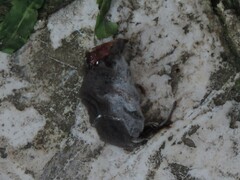 Crocidura suaveolens