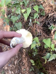 Russula aurea