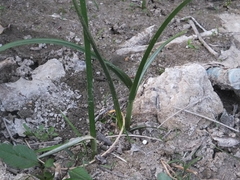 Schoenoplectus triqueter