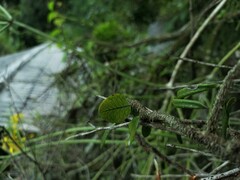 Microgramma vacciniifolia