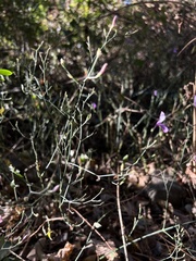 Hypoestes cumingiana