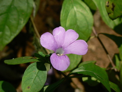 Barleria prattensis