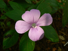 Barleria prattensis