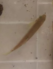 Aphyocypris normalis