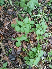 Lamium