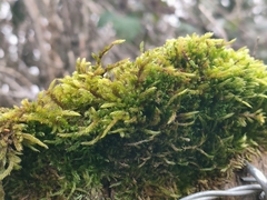 Bryopsida