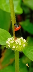 Phymatostetha deschampsi