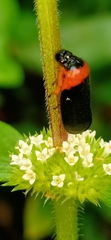 Phymatostetha deschampsi