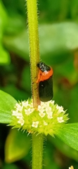 Phymatostetha deschampsi