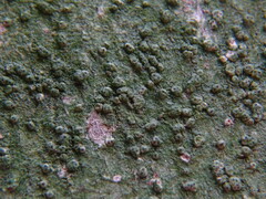 Pertusaria pertusa
