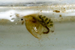 Simocephalus vetulus