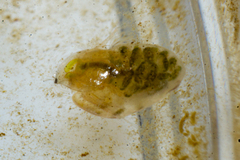 Simocephalus vetulus