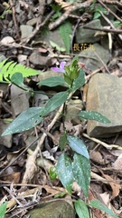 Dicliptera tinctoria