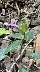 Dicliptera tinctoria
