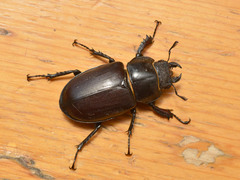 Lucanus cervus turcicus