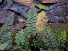 Adiantum diaphanum