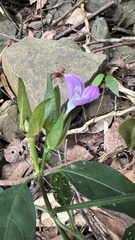 Dicliptera tinctoria