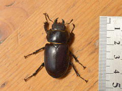 Lucanus cervus turcicus