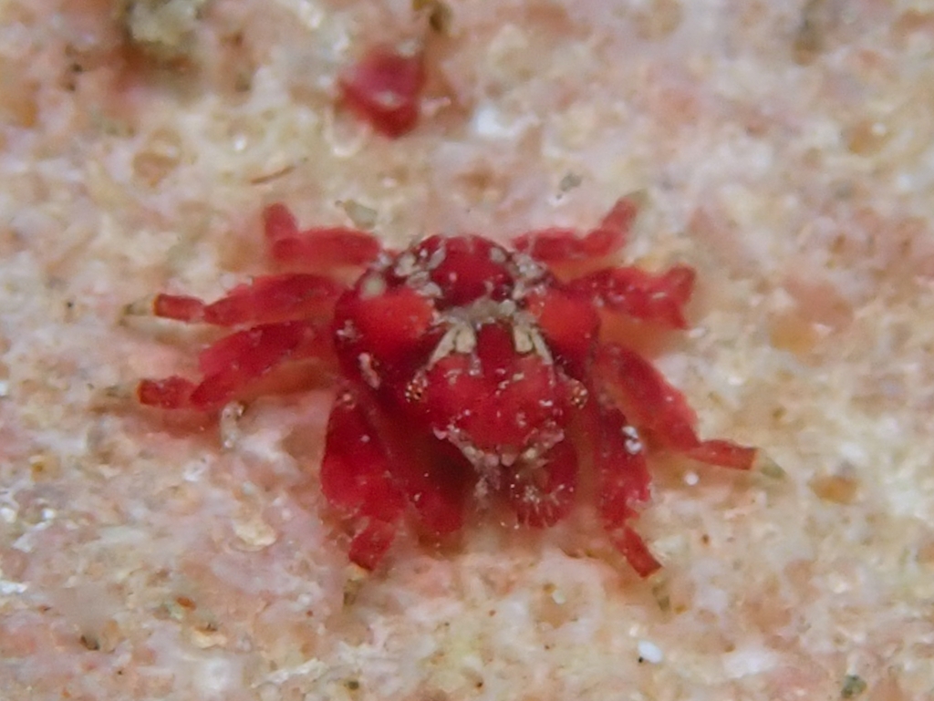 scarlet mime crab