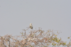 Ardea cinerea
