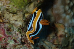 Chromodoris quadricolor