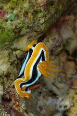Chromodoris quadricolor