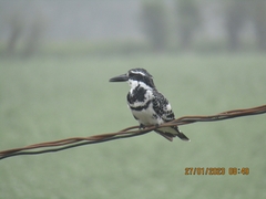 Ceryle rudis leucomelanurus