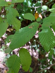 Nothofagus alpina