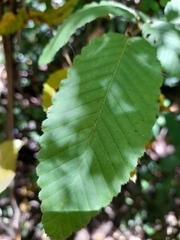 Nothofagus alpina