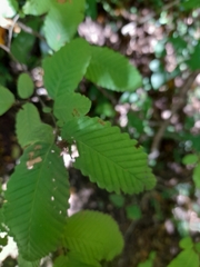 Nothofagus alpina