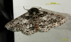 Biston marginata