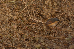 Prinia socialis