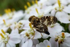 Oxyna flavipennis