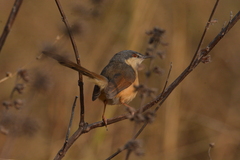 Prinia socialis