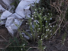 Bothriospermum secundum