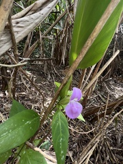 Dicliptera tinctoria
