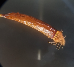 Aloina aloides