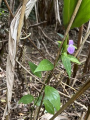 Dicliptera tinctoria