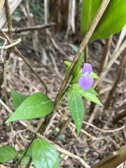 Dicliptera tinctoria
