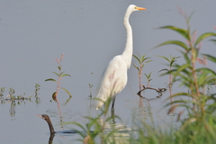 Ardea alba