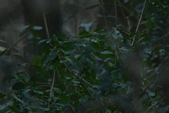 Magnoliopsida