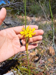 Bobartia longicyma