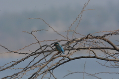Alcedo atthis