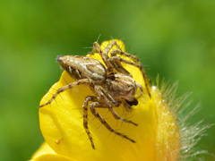 Oxyopes heterophthalmus
