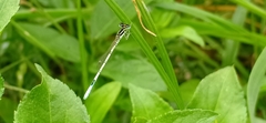 Agriocnemis pieris