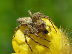 Oxyopes heterophthalmus