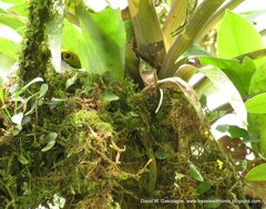 Tangara icterocephala