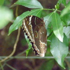 Morpho helenor achillides
