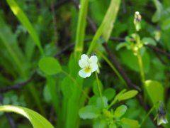 Bracteolatae